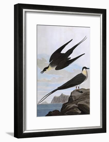 Arctic Yager-John James Audubon-Framed Art Print