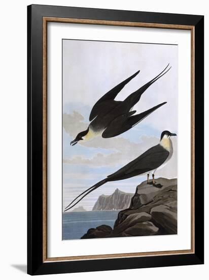 Arctic Yager-John James Audubon-Framed Art Print