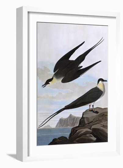 Arctic Yager-John James Audubon-Framed Art Print