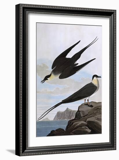 Arctic Yager-John James Audubon-Framed Art Print