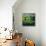 Ardennes 8841-Pol Ledent-Framed Stretched Canvas displayed on a wall