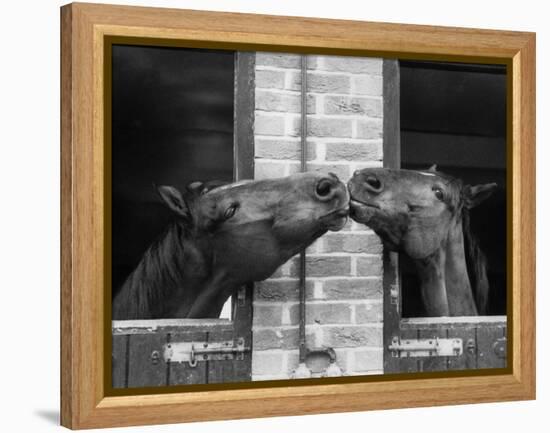 Ardent Haven and Old Glory, Horses at the Bill Roach Stables at Lambourn-null-Framed Premier Image Canvas