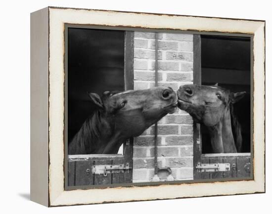 Ardent Haven and Old Glory, Horses at the Bill Roach Stables at Lambourn-null-Framed Premier Image Canvas