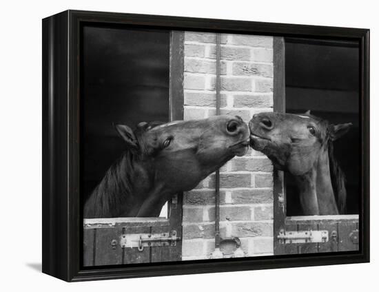 Ardent Haven and Old Glory, Horses at the Bill Roach Stables at Lambourn-null-Framed Premier Image Canvas