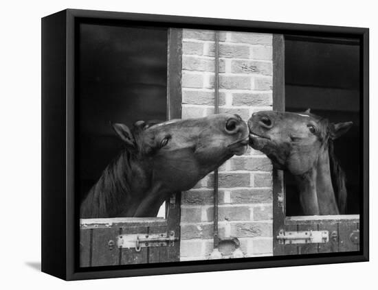 Ardent Haven and Old Glory, Horses at the Bill Roach Stables at Lambourn-null-Framed Premier Image Canvas