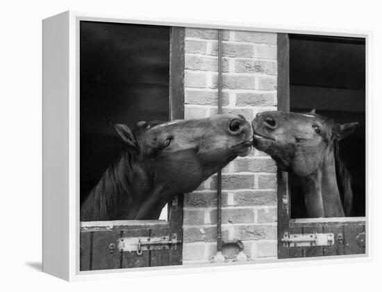 Ardent Haven and Old Glory, Horses at the Bill Roach Stables at Lambourn-null-Framed Premier Image Canvas