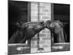 Premium Photographic Print