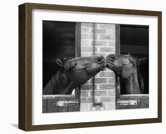 Ardent Haven and Old Glory, Horses at the Bill Roach Stables at Lambourn-null-Framed Photographic Print