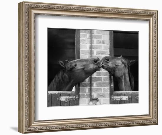 Ardent Haven and Old Glory, Horses at the Bill Roach Stables at Lambourn-null-Framed Photographic Print