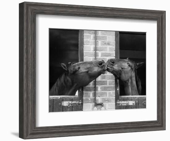 Ardent Haven and Old Glory, Horses at the Bill Roach Stables at Lambourn--Framed Photographic Print