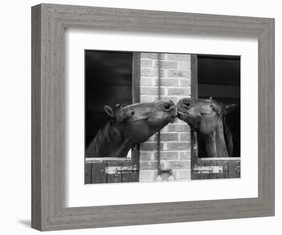 Ardent Haven and Old Glory, Horses at the Bill Roach Stables at Lambourn-null-Framed Photographic Print