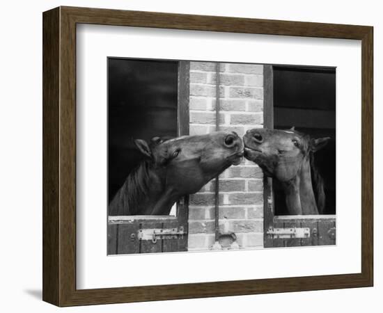 Ardent Haven and Old Glory, Horses at the Bill Roach Stables at Lambourn-null-Framed Photographic Print