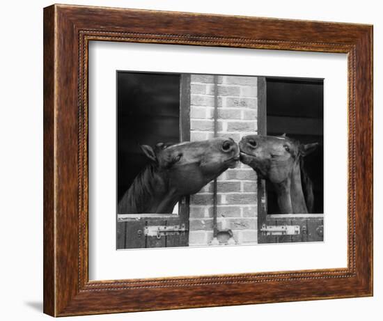 Ardent Haven and Old Glory, Horses at the Bill Roach Stables at Lambourn-null-Framed Photographic Print