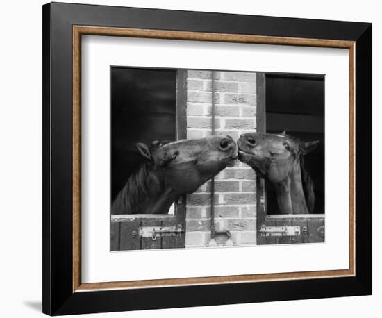 Ardent Haven and Old Glory, Horses at the Bill Roach Stables at Lambourn--Framed Photographic Print