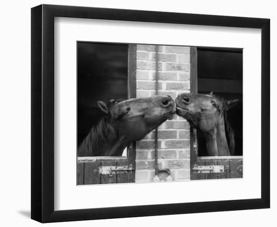 Ardent Haven and Old Glory, Horses at the Bill Roach Stables at Lambourn--Framed Photographic Print