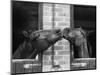 Ardent Haven and Old Glory, Horses at the Bill Roach Stables at Lambourn-null-Mounted Photographic Print