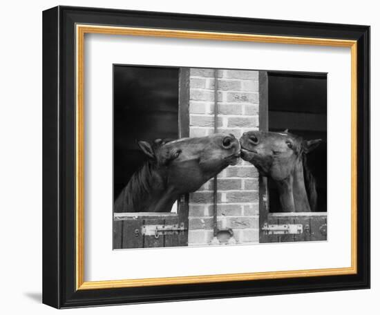 Ardent Haven and Old Glory, Horses at the Bill Roach Stables at Lambourn--Framed Photographic Print