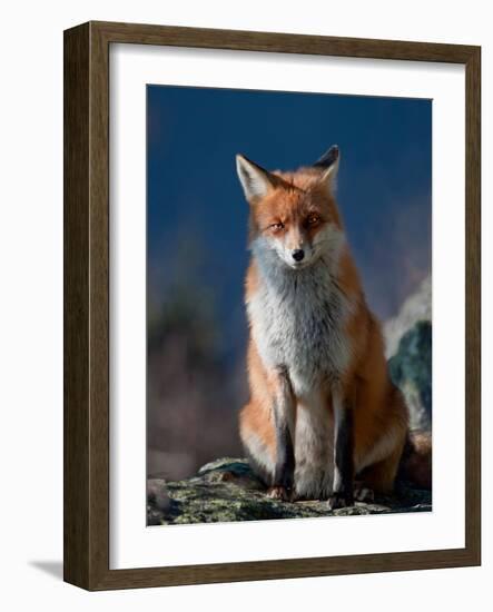 Are You My Friend Or Not?-Peter Svoboda-Framed Photographic Print