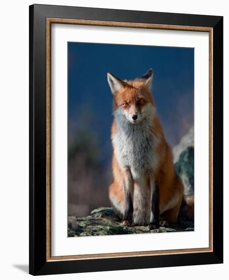 Are You My Friend Or Not?-Peter Svoboda-Framed Photographic Print