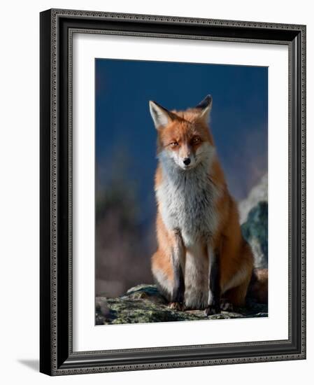 Are You My Friend Or Not?-Peter Svoboda-Framed Photographic Print