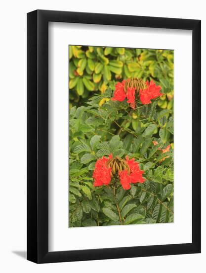 Area around Nanue Falls and stream, Hakalau, Hamakua Coast, Big Island, Hawaii-Stuart Westmorland-Framed Photographic Print