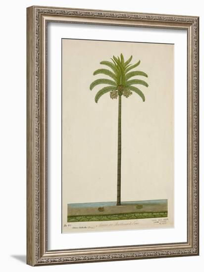 Areca Or Beetlenut Tree, 1800-10-null-Framed Giclee Print