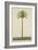 Areca Or Beetlenut Tree, 1800-10-null-Framed Giclee Print