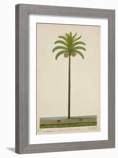 Areca Or Beetlenut Tree, 1800-10-null-Framed Giclee Print