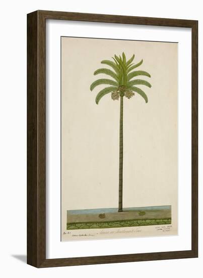 Areca Or Beetlenut Tree, 1800-10-null-Framed Giclee Print