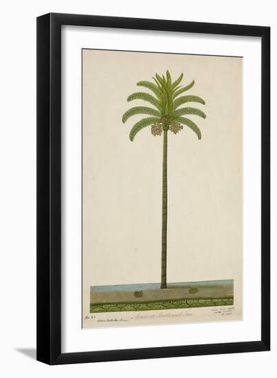 Areca Or Beetlenut Tree, 1800-10-null-Framed Giclee Print