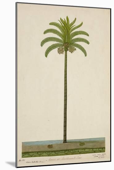 Areca Or Beetlenut Tree, 1800-10-null-Mounted Giclee Print