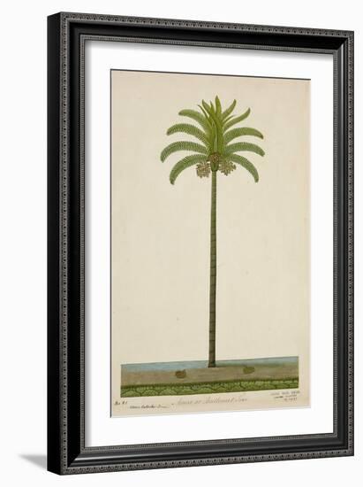 Areca Or Beetlenut Tree, 1800-10-null-Framed Giclee Print