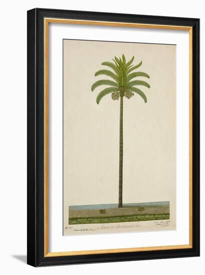 Areca Or Beetlenut Tree, 1800-10-null-Framed Giclee Print