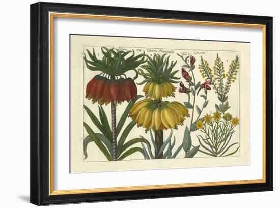 Arena Botanical I-Arena-Framed Premium Giclee Print