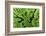 Arenal-Monteverde Protected Forest.-Stefano Amantini-Framed Photographic Print