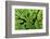 Arenal-Monteverde Protected Forest.-Stefano Amantini-Framed Photographic Print