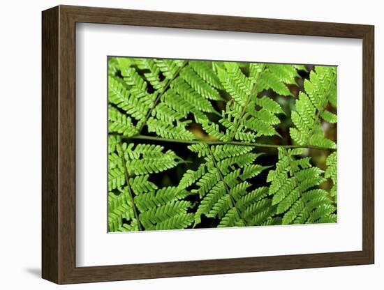 Arenal-Monteverde Protected Forest.-Stefano Amantini-Framed Photographic Print