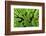 Arenal-Monteverde Protected Forest.-Stefano Amantini-Framed Photographic Print