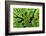 Arenal-Monteverde Protected Forest.-Stefano Amantini-Framed Photographic Print