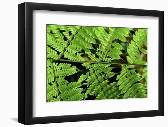 Arenal-Monteverde Protected Forest.-Stefano Amantini-Framed Photographic Print