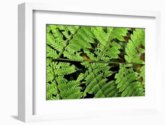 Arenal-Monteverde Protected Forest.-Stefano Amantini-Framed Photographic Print