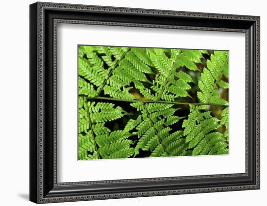 Arenal-Monteverde Protected Forest.-Stefano Amantini-Framed Photographic Print