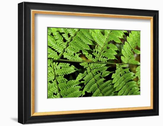 Arenal-Monteverde Protected Forest.-Stefano Amantini-Framed Photographic Print