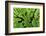 Arenal-Monteverde Protected Forest.-Stefano Amantini-Framed Photographic Print
