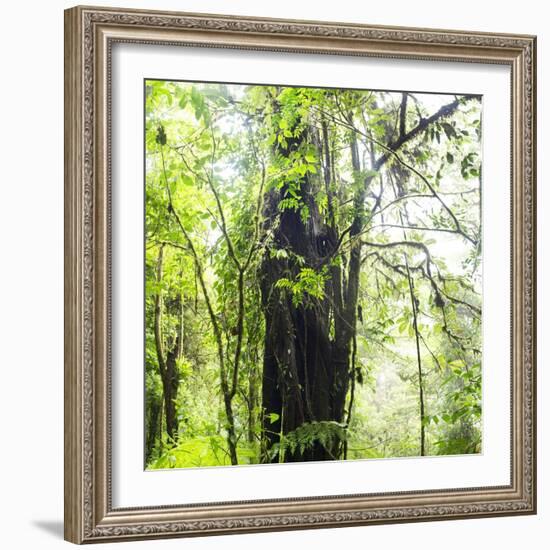 Arenal-Monteverde Protected Forest.-Stefano Amantini-Framed Photographic Print