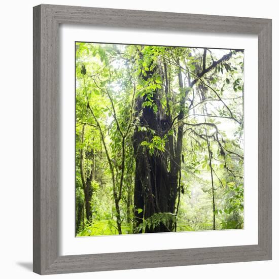 Arenal-Monteverde Protected Forest.-Stefano Amantini-Framed Photographic Print