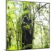 Arenal-Monteverde Protected Forest.-Stefano Amantini-Mounted Photographic Print