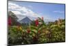 Arenal Volcano in Costa Rica with tropical flowers.-Michele Niles-Mounted Photographic Print