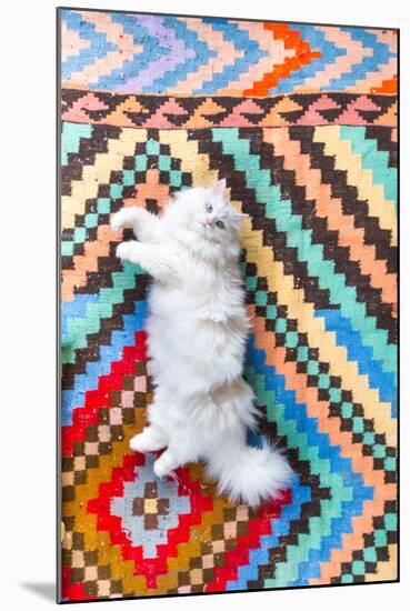 Ares, A Long Haired, White, Doll Face Persian Cat With Bi-Colored Eyes On A Colorful Rug-Ben Herndon-Mounted Photographic Print