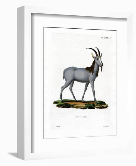 Argali-null-Framed Giclee Print